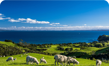 NEUSEELAND